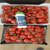 1 Lt. Turkuvaz Bat Power Organik Sıvı Yarasa Gübresi Konsantre