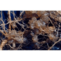 1 Kg. Turkuvaz Organik Su Tutucu Polimer