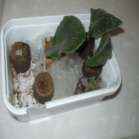 1 Kg. Turkuvaz Organik Su Tutucu Polimer