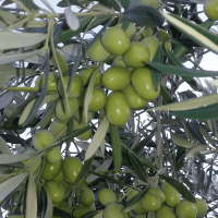 10 Lt. Turkuvaz Bat Power Organik Sıvı Yarasa Gübresi Konsantre