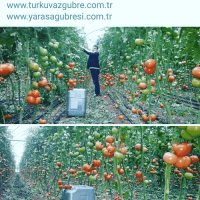 10 Lt. Turkuvaz Bat Power Organik Sıvı Yarasa Gübresi Konsantre