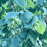 10 Lt. Turkuvaz Bat Power Organik Sıvı Yarasa Gübresi Konsantre