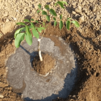 2.5 Kg. Turkuvaz Organik Su Tutucu Polimer