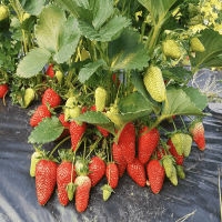 2.5 Kg. Turkuvaz Bat Power Organik Toz Yarasa Gübresi (Katkısız)