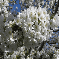 20 Lt. Turkuvaz Bat Power Organik Sıvı Yarasa Gübresi Konsantre