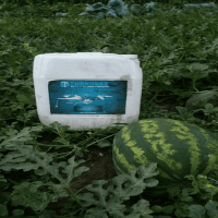 5 Lt. Turkuvaz Bat Power Organik Sıvı Yarasa Gübresi Konsantre