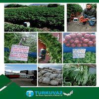 5 Lt. Turkuvaz Bat Power Organik Sıvı Yarasa Gübresi Konsantre