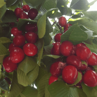 5 Lt. Turkuvaz Bat Power Organik Sıvı Yarasa Gübresi Konsantre