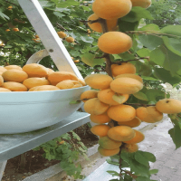 5 Lt. Turkuvaz Bat Power Organik Sıvı Yarasa Gübresi Konsantre