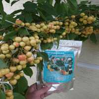 500 Gr. Turkuvaz Bat Power Organik Toz Yarasa Gübresi (Katkısız)