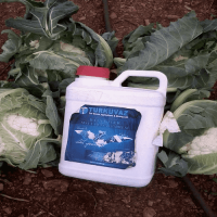 500 Gr. Turkuvaz Bat Power Organik Toz Yarasa Gübresi (Katkısız)