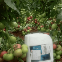 500 Gr. Turkuvaz Bat Power Organik Toz Yarasa Gübresi (Katkısız)