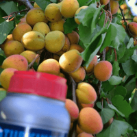 500 Gr. Turkuvaz Bat Power Organik Toz Yarasa Gübresi (Katkısız)