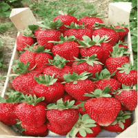 500 Ml Turkuvaz Bat Power Organik Sıvı Yarasa Gübresi Konsantre